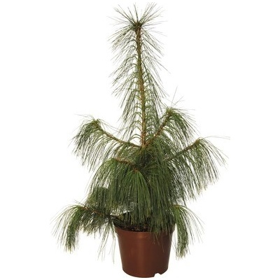 Borovica Schwerinova FloraSelf Pinus schwerinii výška 60-80 cm kvetináč 7,5 l