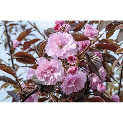 Sakura ozdobná FloraSelf Prunus serrulata 'Royal Burgundy' výška 80-100 cm květináč 6 l