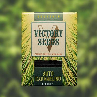 Victory Seeds AUTO Caramelino semena neobsahují THC 5 ks