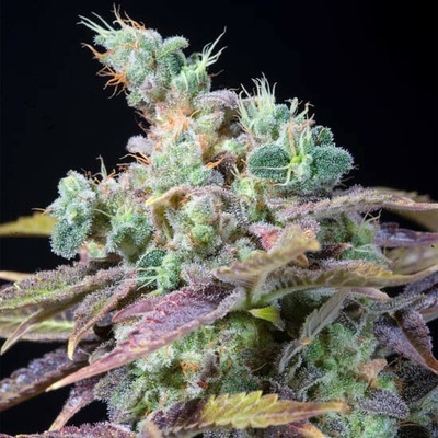Genehtik Txomango semienka neobsahujú THC 25 ks