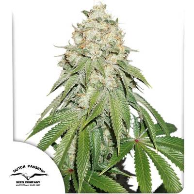 Dutch Passion Banana Blaze semena neobsahují THC 10 ks