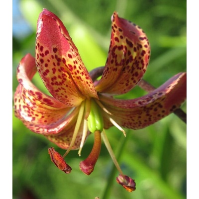 Lilie Martagon Manitoba Lilium prodej cibulovin 1 ks