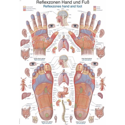 Anatomický plakát Erler Zimmer - Reflexní zóny rukou a chodidel 50 x 70 cm | DE, EN