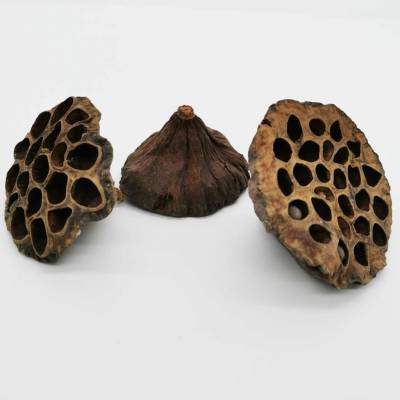 Lotos pod 8-10cm/12ks - přírodní