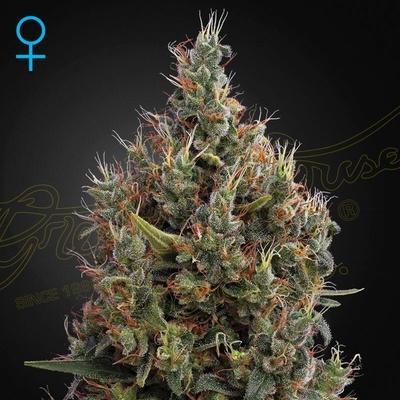 Green House Seed Big Bang Auto semienka neobsahujú THC 10 ks
