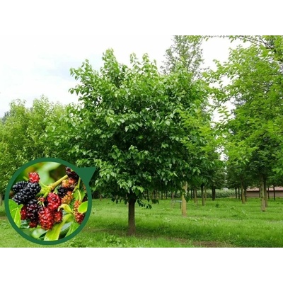 Moruša biela, výška 160-200 cm, kvetináč 10 l