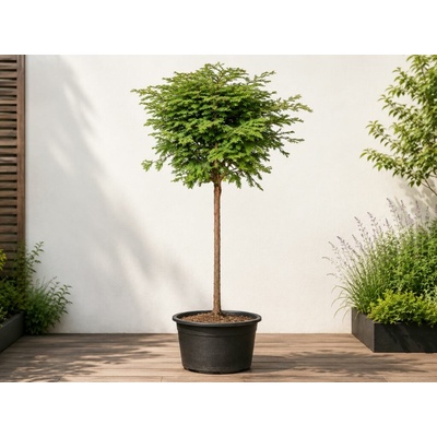 Metasekvoja Hamlets Broom na 190-210 cm kmienku, výška 240-270 cm, kvetináč 25 l
