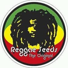 Reggae Seeds Dub regular semena neobsahují THC 15 ks