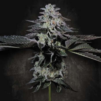 Paradise Seeds Tropicana Crush Semienka neobsahujú THC 5 ks