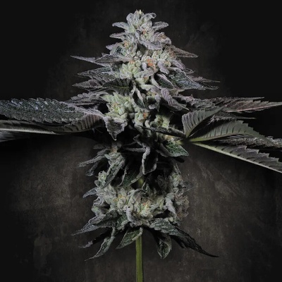 Paradise Seeds Tropicana Crush Semienka neobsahujú THC 5 ks