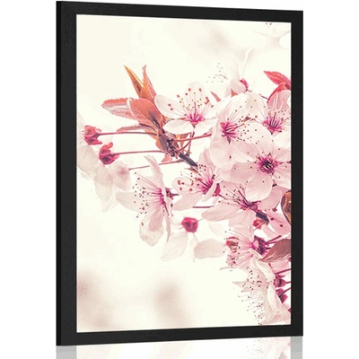 Plakát růžové květy třešně - 60x90 black