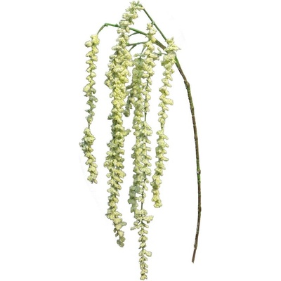 Nový Laskavec - Amaranthus krémový 105 cm