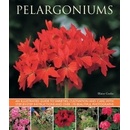 Pelargoniums