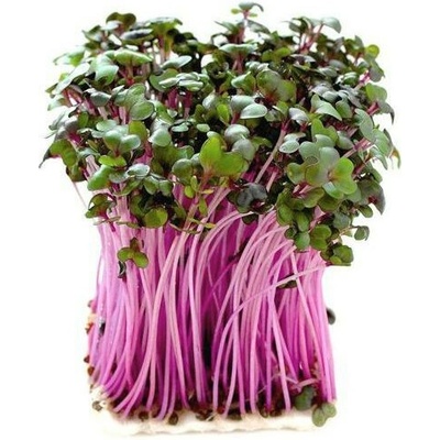 Toraf Microgreens semínka na klíčky Zelí červené 10 g