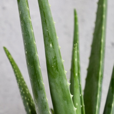 Aloe Vera