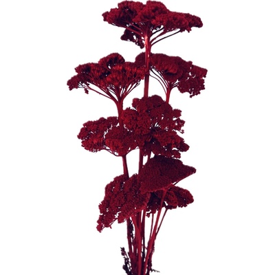 Stabilizovaný řebříček (Achillea) vínový svazek/kytice 5ks