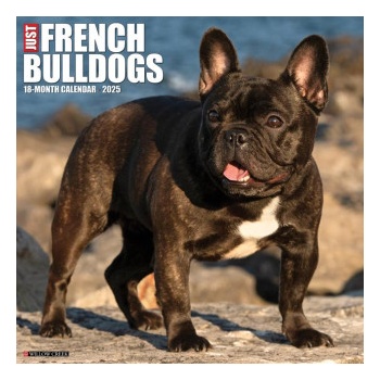 Willow Creek Press Calendars French Bulldogs 2026 12 X 12 Wall Calendar
