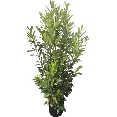 Bobkovišeň lékařská Elly FloraSelf Prunus laurocerasus 'Elly'® 80-100 cm click květináč
