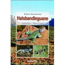 Halsbandleguane