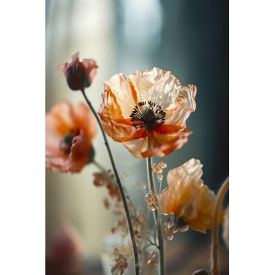 Plagát, Obraz - Transparent Poppy, Treechild, 26.7 × 40 cm