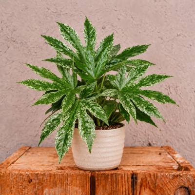 Fatsia japonica Spider Web