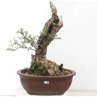 e-bonsai Pokojová bonsai - Olea europaea sylvestris -Oliva evropská drobnolistá