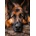 Norimpex - Puzzle Diamant painting: Resting German Shepherd 30x40cm - 1 - 39 piese