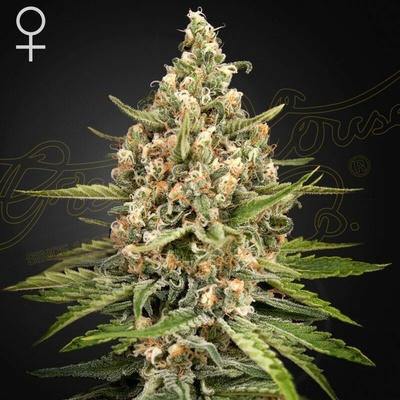 Green House Seed Bubba Slush semienka neobsahujú THC 1 ks