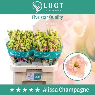 Jícnovka G ALISSA CHAMPAGNE 70cm/5+