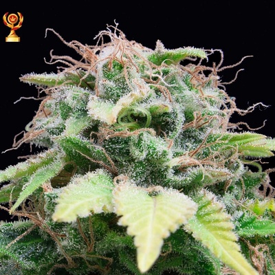 Exclusive Seeds Bank AUTO Mandarina semena neobsahují THC 3 ks
