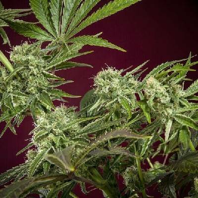 Reggae Seeds CBD Republik 1 semena neobsahují THC 1 ks