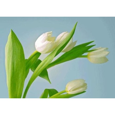 (B) 3D pohľadnica Tulipány