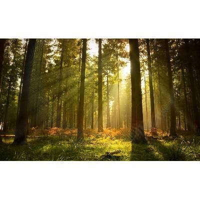 Donga Fototapeta Východ slnka v lese rozmery 184x254 cm