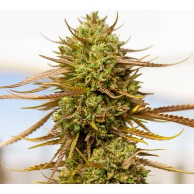 Expert Seeds Expert Haze semena neobsahují THC 3 ks