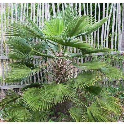 Trachycarpus wagnerianus (Palma konopná) – kont. C3L, výška 20-30 cm (-19°C)