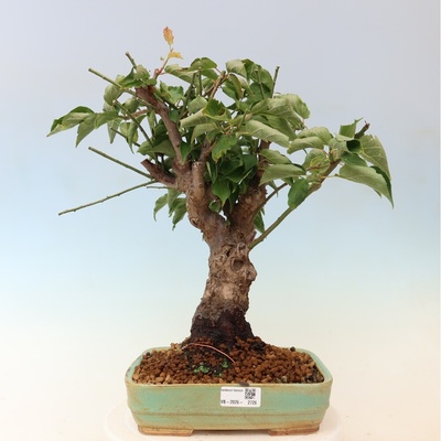 e-bonsai Venkovní bonsai -Japonská meruňka - Prunus Mume