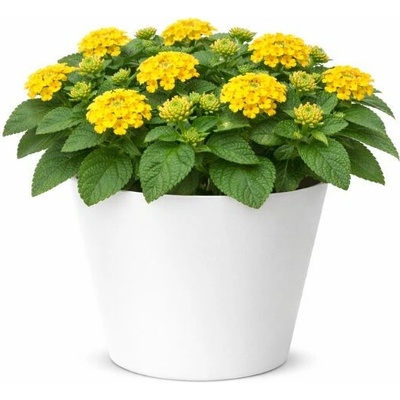 Lantana Lantropics Yellow