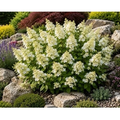 Hortenzia metlinatá (Hydrangea paniculata) ‘KYUSHU’ - výška 20-30 cm, kont. C2L