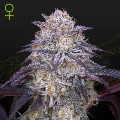 Green House Seed Kings Juice Auto 5 + 5 ks Kings Juice Auto semienka neobsahujú THC