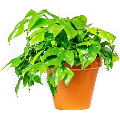 Gardners Monstera minima, průměr 12-13 cm Monstera