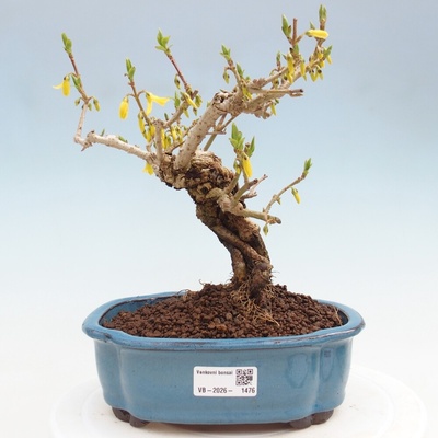 e-bonsai Venkovní bonsai - Zlatice - Forsythia koreana