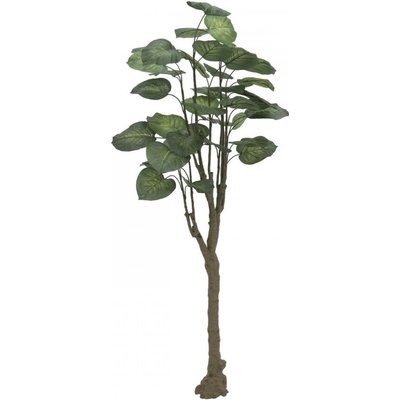 Pothos stromek, 150cm