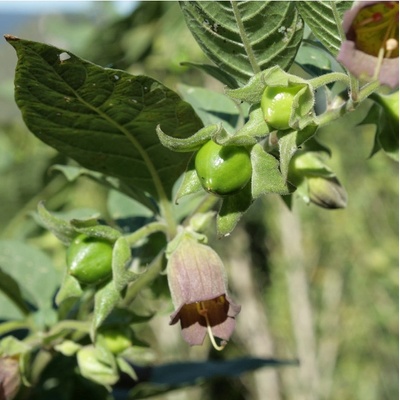 Rulík zlomocný - Atropa belladonna - semena rulíku - 10 ks