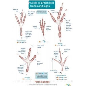 Guide to British bird tracks and signs | Chris Shields, Dan Puplett (ISBN: 9781908819505)