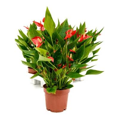 Anthurium andraeanum Million Flower 12x35 cm