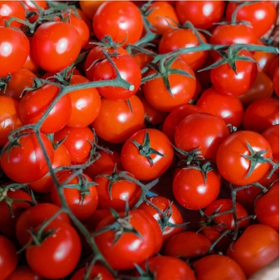 Paradajka Cherolla F1 kolíková - Solanum lycopersicum - Semená rajčiaka - 5 ks