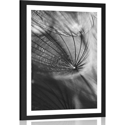 Plakát s paspartou krásná pampeliška v černobílém provedení - 40x60 silver