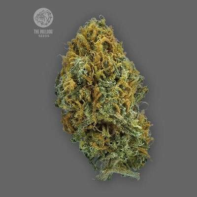 The Bulldog Seeds Skittlez Auto semena neobsahují THC 5 ks