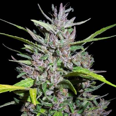 Ace Seeds Honduras x Panama semena neobsahují THC 3 ks