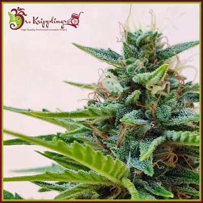 Dr. Krippling Seeds Zesty Zkittlez Auto semienka neobsahujú THC 5 ks